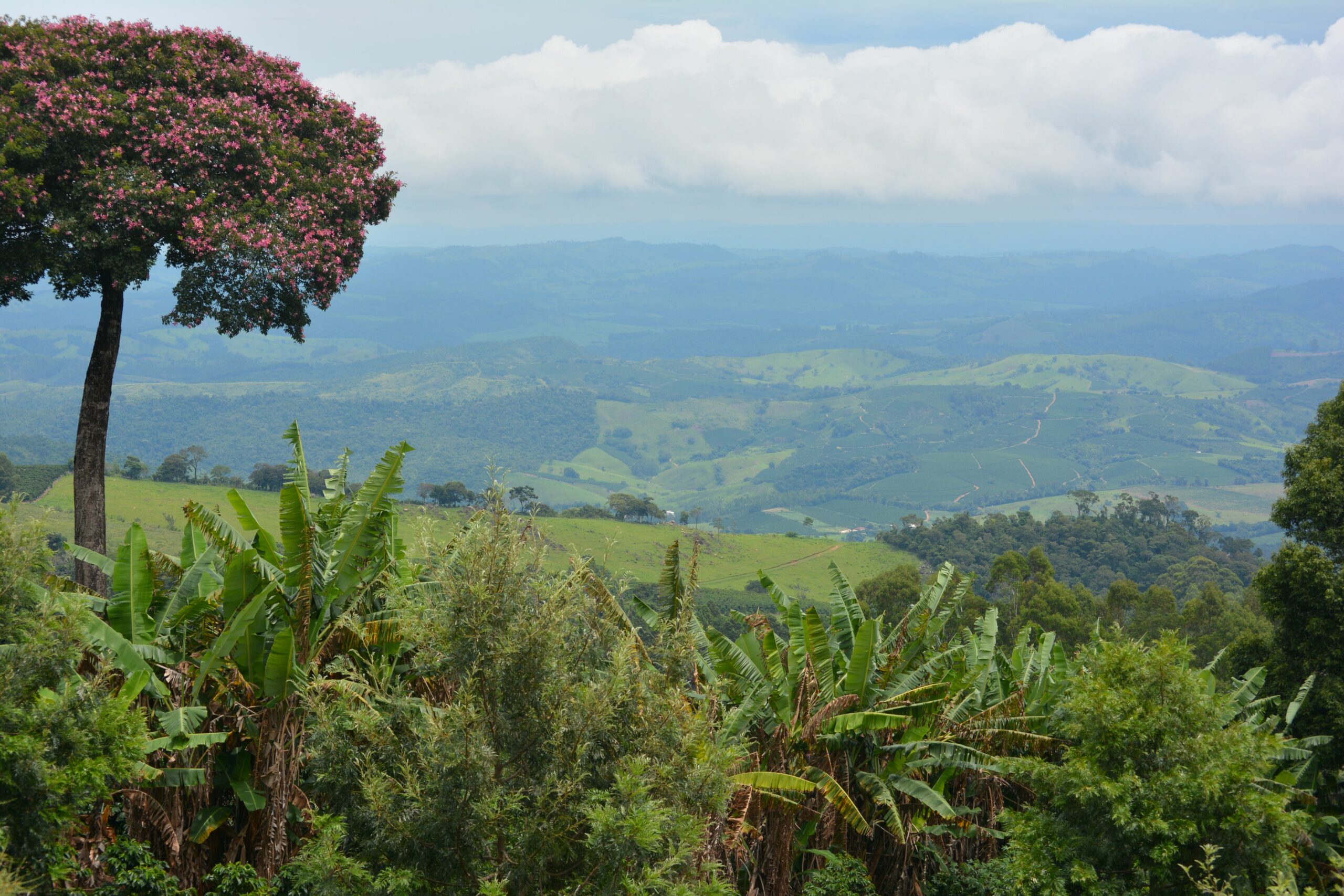 coffee farm