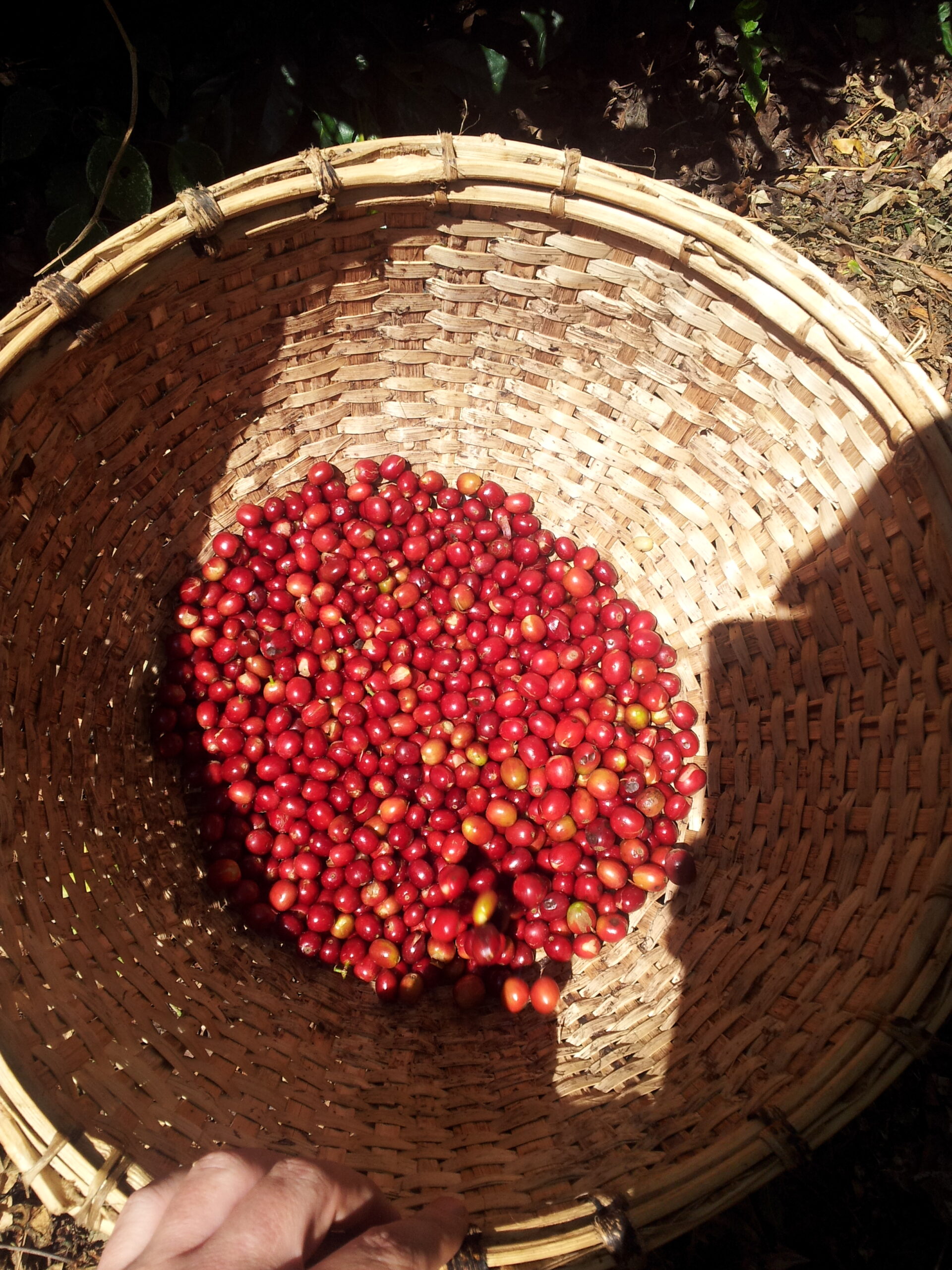basket of coffee berries